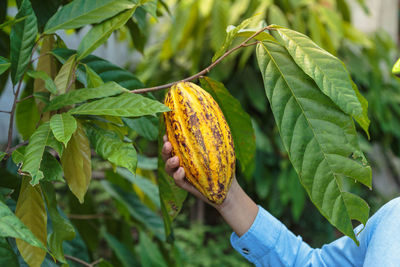 Cropped hand of man holding cacao fruit against plants