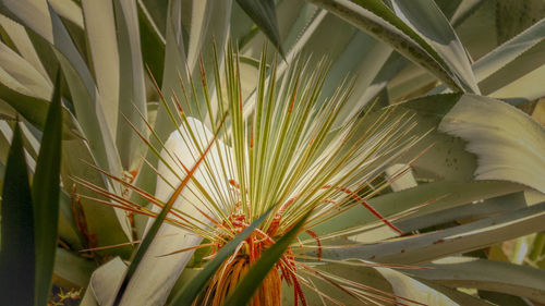 Close-up of fresh white flowering plants