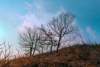 Low angle view of silhouette tree against sky