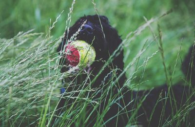 Close-up of insect on leaf