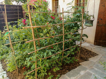 Potted plants outside house in garden