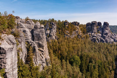 Plants growing on rock