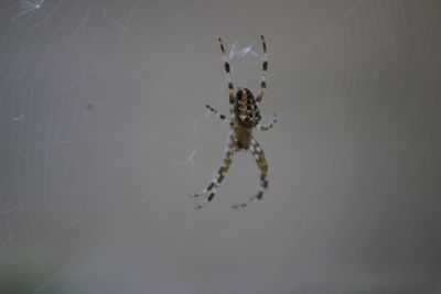 Close-up of spider on web