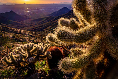 Close-up of cholla cactus against sunset 