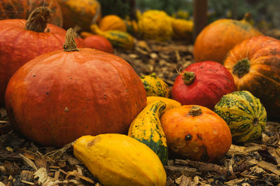 Close-up of pumpkins