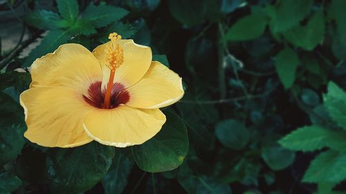Close-up of yellow hibiscus flower