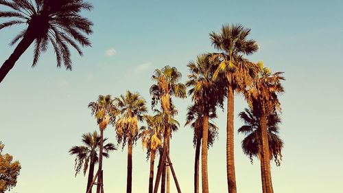 Low angle view of palm trees against blue sky