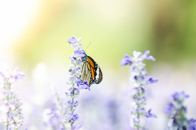 Close-up of butterfly pollinating on purple flower