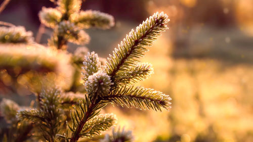 Close-up of plant on sunset