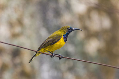 Close-up of bird perching on cable