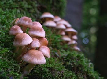 Close-up of mushrooms growing on field