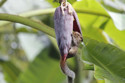 Close-up of a bird