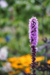 Close-up of purple flowering plant on field