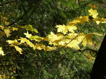 Low angle view of yellow tree