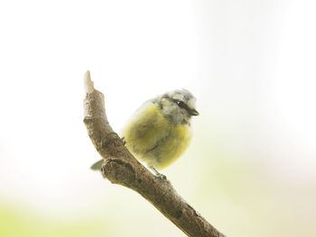 Close-up of bird perching on a tree