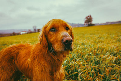 Dog looking away on field