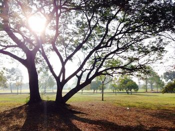 Trees on field against sky