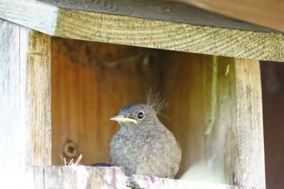 Close-up of a bird