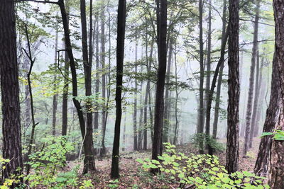 Trees in forest