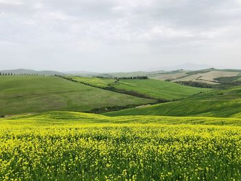 Scenic view of field against sky