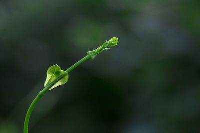 Close-up of flower buds growing outdoors