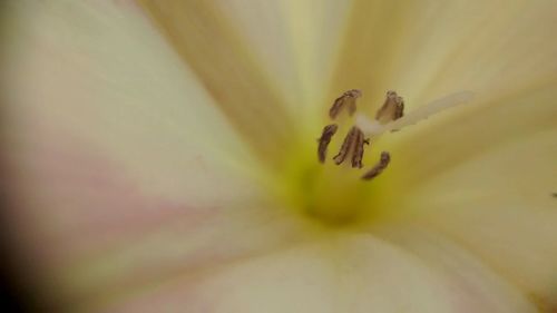 Extreme close-up of flower