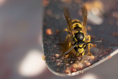 A wasp sits a cake lifter and eats cake leftovers. makro. close up.