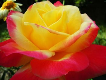 Close-up of rose