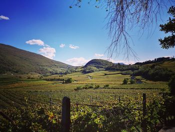 Scenic view of vineyard against sky