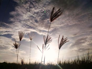 Close-up of silhouette plants on field against sunset sky