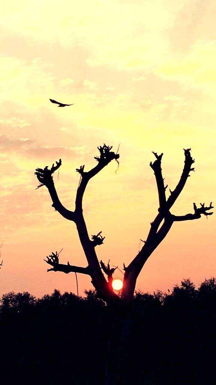 SILHOUETTE OF TREE AT SUNSET