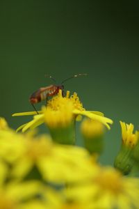 Close-up of bee pollinating on yellow flower