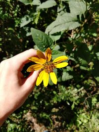 Close-up of hand holding yellow flower