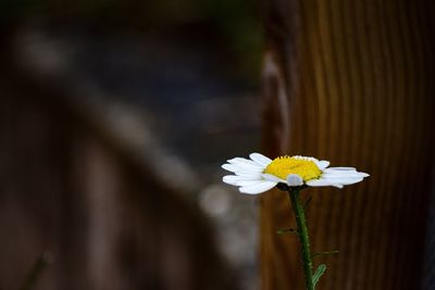 Close-up of yellow flowering plant