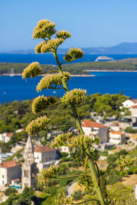 Flowering plant by sea against sky