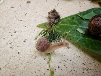 Close-up of snail on leaves