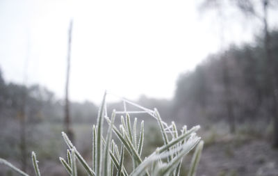 Close-up of grass against sky