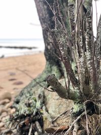 Close-up of lizard on tree trunk at beach