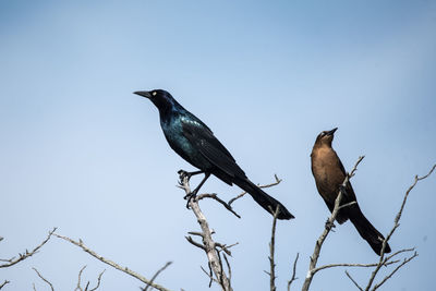 Boat tailed grackles perching on a branch