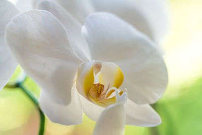 Close-up of white flowering plant