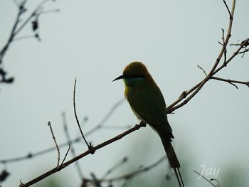 Close-up of bird perching on tree against clear sky