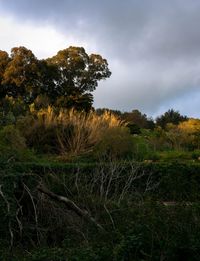 Trees on field against sky