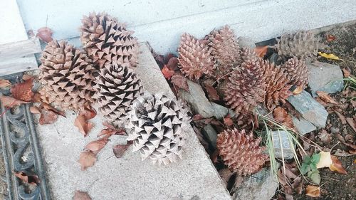 High angle view of leaves on beach