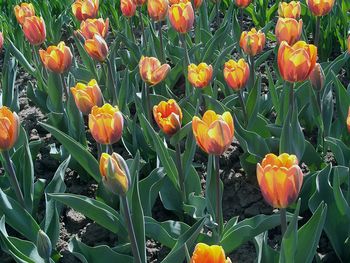 Close-up of flowers blooming in field