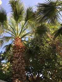 Low angle view of palm trees