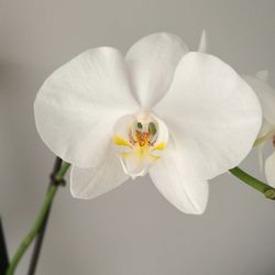 Close-up of white frangipani blooming outdoors