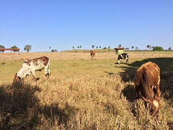 Cows standing on grassy field 