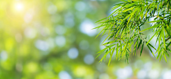 Low angle view of green leaves on branch