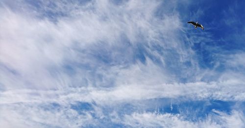 Low angle view of bird flying in sky