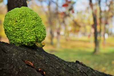 Close-up of fresh green leaf on tree trunk